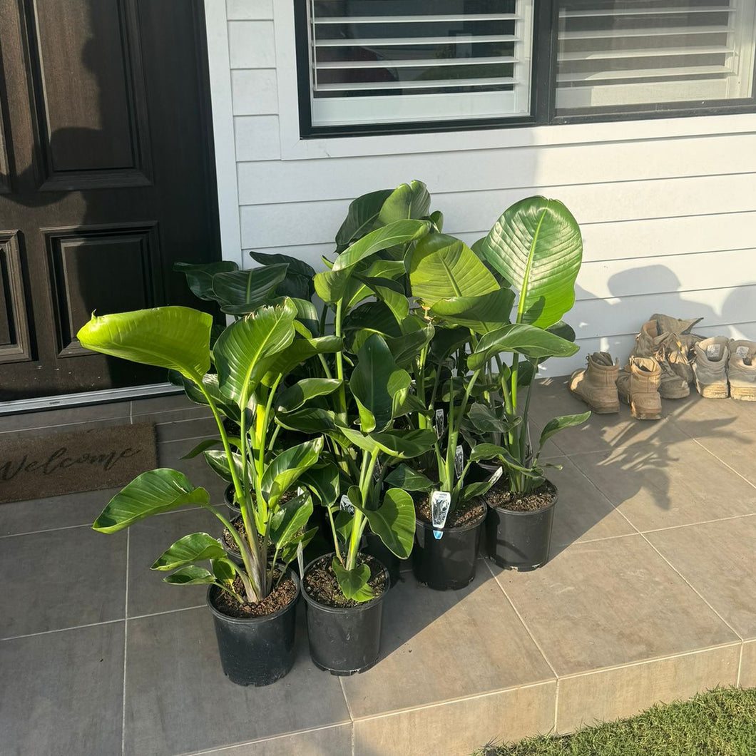 Bird of Paradise (Strelitzia Nicolai)