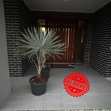 Load image into Gallery viewer, Bismarckia Nobilis
