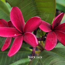 Load image into Gallery viewer, &quot;Close-up of Black Jack Frangipani: Detailed view highlighting the velvety black petals with a glossy sheen, set against vibrant green foliage. The intricate texture of the petals and the contrasting colors create a striking visual appeal, evoking a sense of elegance and mystery.&quot;
