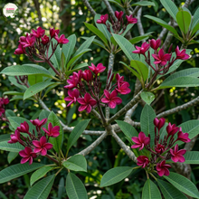 Load image into Gallery viewer, Black Jack  Frangipani
