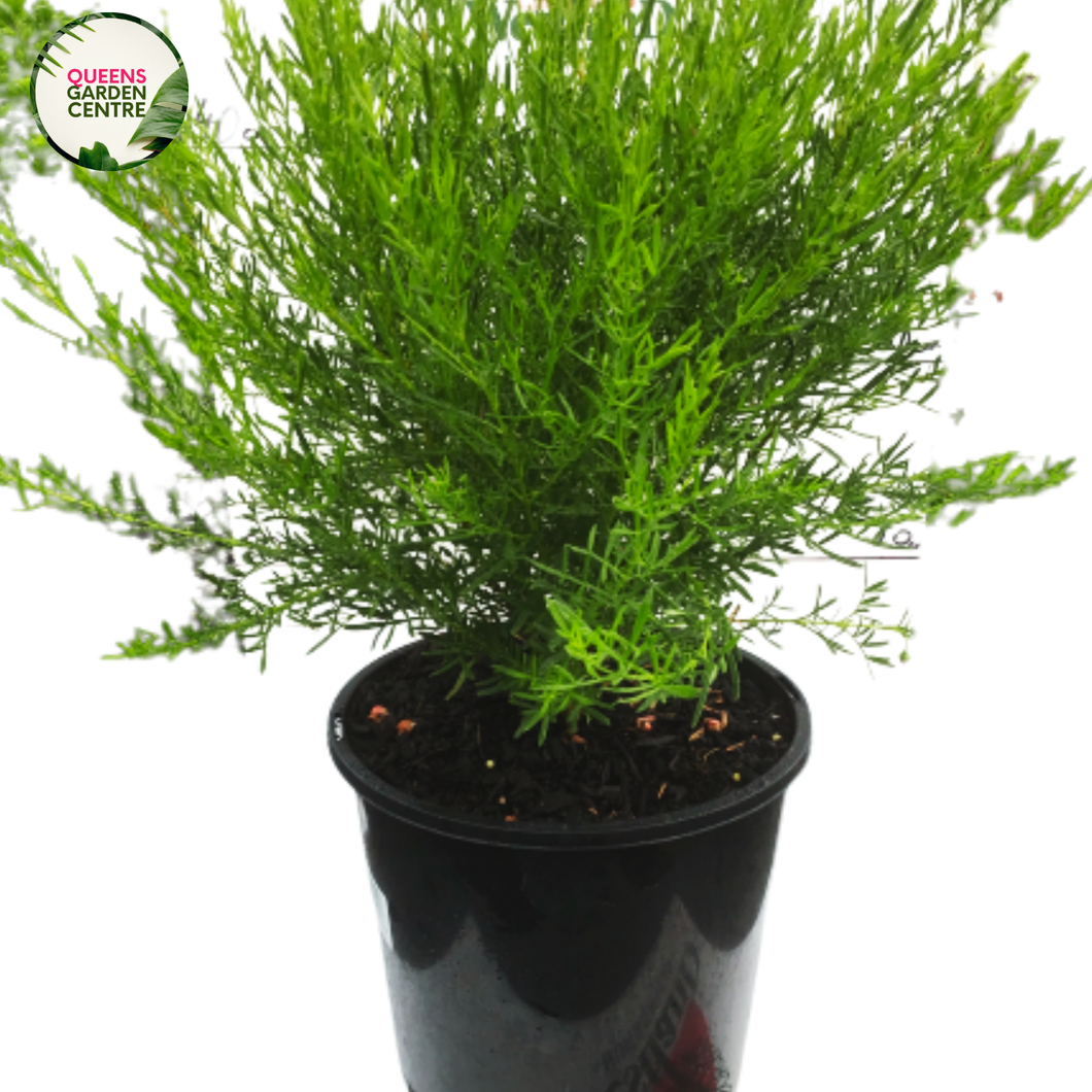 Boronia *Just Margaret* is a compact shrub with vibrant pink, cup-shaped flowers and aromatic green foliage, blooming beautifully in spring.
