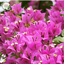 Load image into Gallery viewer, Close-up photo of Bougainvillea glabra Assorted Standards, showcasing the vibrant and colorful bracts of the plant. The plant features a cluster of small, trumpet-shaped flowers surrounded by papery bracts in various shades of pink, purple, orange, and red. The bracts are papery and provide a stunning backdrop for the tiny, inconspicuous flowers. The photo captures the intricate details of the bracts, highlighting the vibrant colors and the overall beauty of the Bougainvillea glabra Assorted Standards.
