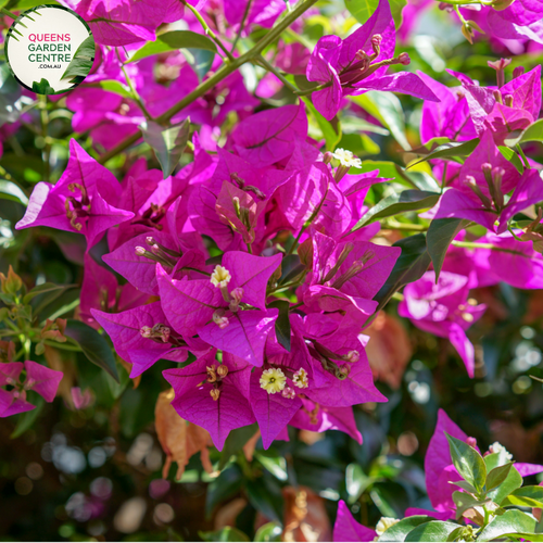 Close-up of Bougainvillea Glabra Smartie Pants: This image features a detailed view of the vibrant Bougainvillea Glabra Smartie Pants flower. The petals exhibit a captivating combination of hues, including shades of pink, purple, and white, resembling a cluster of colorful candies. The intricate details of the flower's bracts are clearly visible, showcasing their textured surface and delicate veins.