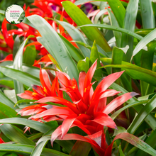 Load image into Gallery viewer, Close-up photo of assorted Bromeliad species, showcasing their unique and captivating features. The plants feature rosettes of vibrant and colorful leaves with patterns ranging from stripes to spots. The leaves have a glossy texture and form a central cup-shaped reservoir, which can hold water. The photo captures the intricate details of the foliage, highlighting the diverse range of colors, patterns, and shapes found in the Bromeliad spp. assortment.
