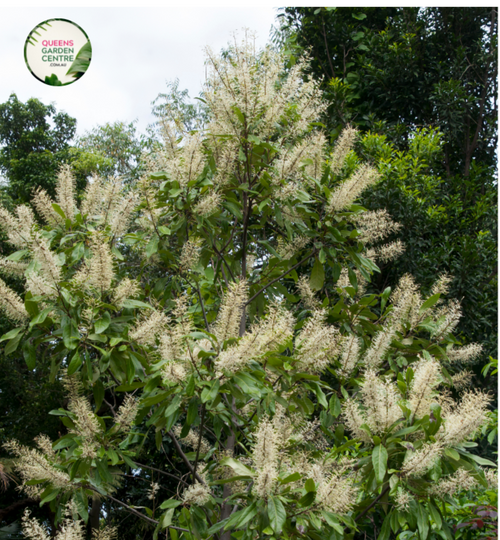 Close-up photo of a Buckinghamia celsissima plant, commonly known as the Ivory Curl Flower, showcasing its delicate and elegant flowers. The plant features clusters of small, bell-shaped blossoms in shades of ivory or creamy white. The petals are slightly curved and have a delicate texture, adding to the charm of the flowers. The photo captures the intricate details of the blossoms, highlighting their pale color, the graceful shape, and the overall beauty of the Buckinghamia celsissima plant.