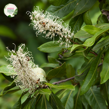 Load image into Gallery viewer, Close-up photo of a Buckinghamia celsissima plant, commonly known as the Ivory Curl Flower, showcasing its delicate and elegant flowers. The plant features clusters of small, bell-shaped blossoms in shades of ivory or creamy white. The petals are slightly curved and have a delicate texture, adding to the charm of the flowers. The photo captures the intricate details of the blossoms, highlighting their pale color, the graceful shape, and the overall beauty of the Buckinghamia celsissima plant.
