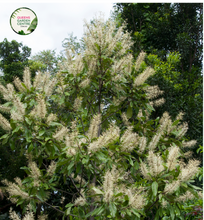 Load image into Gallery viewer, Close-up photo of a Buckinghamia celsissima plant, commonly known as the Ivory Curl Flower, showcasing its delicate and elegant flowers. The plant features clusters of small, bell-shaped blossoms in shades of ivory or creamy white. The petals are slightly curved and have a delicate texture, adding to the charm of the flowers. The photo captures the intricate details of the blossoms, highlighting their pale color, the graceful shape, and the overall beauty of the Buckinghamia celsissima plant.
