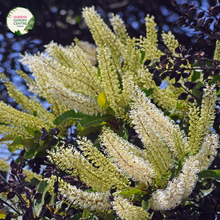 Load image into Gallery viewer, Close-up photo of a Buckinghamia celsissima plant, commonly known as the Ivory Curl Flower, showcasing its delicate and elegant flowers. The plant features clusters of small, bell-shaped blossoms in shades of ivory or creamy white. The petals are slightly curved and have a delicate texture, adding to the charm of the flowers. The photo captures the intricate details of the blossoms, highlighting their pale color, the graceful shape, and the overall beauty of the Buckinghamia celsissima plant.
