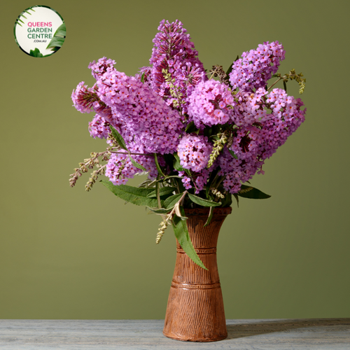"Buddleja davidii, commonly known as Butterfly Bush, featuring long, fragrant flower spikes with vibrant hues, attracting butterflies and pollinators to the garden."