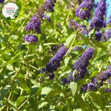 Load image into Gallery viewer, &quot;Close-up view of Buddleja davidii &#39;Nanho Blue,&#39; commonly known as Butterfly Bush, featuring panicles of fragrant, lilac-blue flowers. This deciduous shrub is a butterfly magnet and adds a delightful splash of color to gardens and landscapes.&quot;
