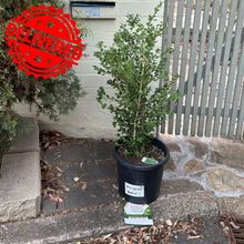 Load image into Gallery viewer, Buxus sempervirens English Box
