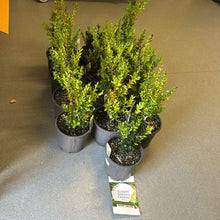 Load image into Gallery viewer, Close-up photo of a Buxus sempervirens, commonly known as English Box or Common Box, showcasing its dense and evergreen foliage. The compact shrub features small, dark green leaves arranged neatly, creating a formal and manicured appearance. The image captures the classic beauty and versatility of the Buxus sempervirens English Box, often used for hedging, topiary, or as a border plant in garden landscapes.
