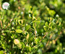 Load image into Gallery viewer, Close-up photo of a Buxus japonica, commonly known as Japanese Box, showcasing its dense and compact foliage. The plant features small, glossy, and ovate leaves in a vibrant shade of green. The leaves are tightly arranged, creating a neat and uniform appearance. The photo captures the intricate details of the foliage, highlighting the glossy texture, the rich green color, and the overall beauty of the Buxus japonica, also known as Japanese Box.
