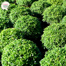 Load image into Gallery viewer, &quot;Buxus microphylla Faulkner, a compact evergreen shrub, showcasing dense, small, glossy green leaves, perfect for hedging and ornamental use in gardens.&quot;
