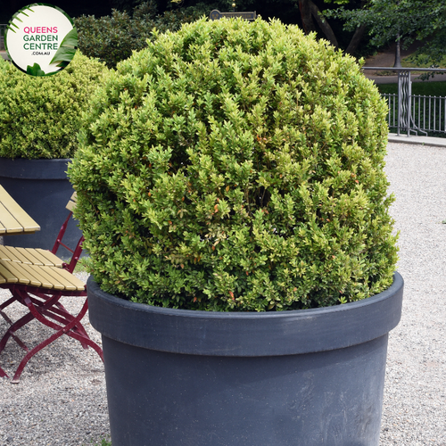 Alt text: Close-up photo of a Buxus sempervirens, commonly known as English Box or Common Box, showcasing its dense and evergreen foliage. The compact shrub features small, dark green leaves arranged neatly, creating a formal and manicured appearance. The image captures the classic beauty and versatility of the Buxus sempervirens English Box, often used for hedging, topiary, or as a border plant in garden landscapes.