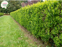 Load image into Gallery viewer, Buxus sempervirens English Box
