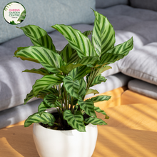 Load image into Gallery viewer, &quot;Calathea Freddie plant, displaying striking green and white striped leaves with purple undersides, showcasing its unique and vibrant foliage, ideal for indoor decor.&quot;
