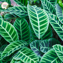 Load image into Gallery viewer, An image of a Calathea Zebrina Tissue Culture plant, also known as the Zebra plant. The plant showcases large, elongated leaves with distinct zebra-like patterns of dark green stripes on a lighter green background. The leaves have a velvety texture and a slightly wavy shape, adding to the plant&#39;s visual appeal. 
