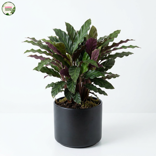 Calathea Rufibarba