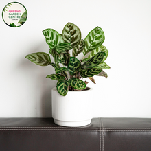 Load image into Gallery viewer, Alt text: Close-up photo of a Calathea makoyana plant, commonly known as the Peacock Plant. The tropical houseplant displays large, oval leaves with intricate patterns of light and dark green, resembling the feathers of a peacock. The photo captures the detailed and vibrant foliage, highlighting the unique markings that contribute to the beauty of the Calathea makoyana.
