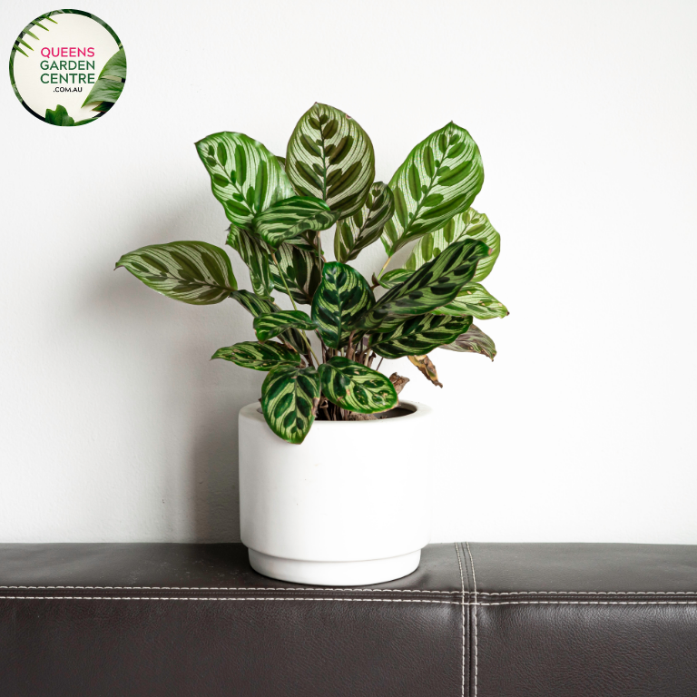 Alt text: Close-up photo of a Calathea makoyana plant, commonly known as the Peacock Plant. The tropical houseplant displays large, oval leaves with intricate patterns of light and dark green, resembling the feathers of a peacock. The photo captures the detailed and vibrant foliage, highlighting the unique markings that contribute to the beauty of the Calathea makoyana.