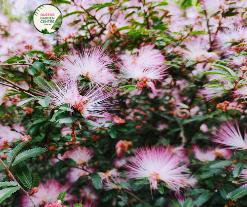 Calliandra Brevipes