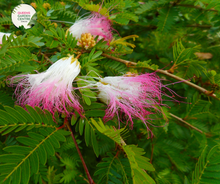 Load image into Gallery viewer, Calliandra brevipes
