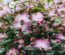 Load image into Gallery viewer, Calliandra brevipes
