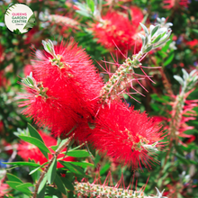 Load image into Gallery viewer, &quot;A detailed image of the Callistemon &#39;Candy Pink&#39; plant, showcasing its unique and vibrant features. The bottlebrush-like spikes of candy pink flowers stand out against the backdrop of slender green foliage. The compact and ornamental nature of the Callistemon &#39;Candy Pink&#39; makes it a delightful addition to garden landscapes, offering a burst of color and charm. The plant&#39;s distinctive flowers add visual interest, creating a lively and appealing focal point in outdoor settings.&quot;
