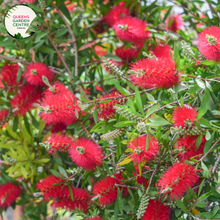 Load image into Gallery viewer, &quot;A detailed image of the Callistemon &#39;Candy Pink&#39; plant, showcasing its unique and vibrant features. The bottlebrush-like spikes of candy pink flowers stand out against the backdrop of slender green foliage. The compact and ornamental nature of the Callistemon &#39;Candy Pink&#39; makes it a delightful addition to garden landscapes, offering a burst of color and charm. The plant&#39;s distinctive flowers add visual interest, creating a lively and appealing focal point in outdoor settings.&quot;
