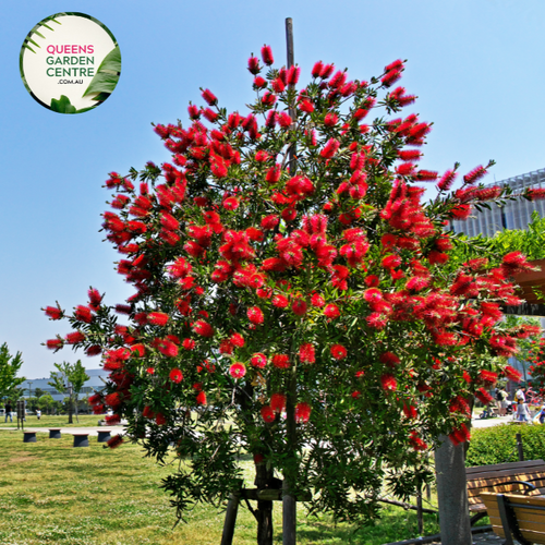"A captivating image featuring the Callistemon 'Hannah Ray' plant, showcasing gracefully arching branches adorned with distinctive bottlebrush-like spikes of vibrant crimson-red flowers. The elegant weeping form and lush green foliage create a visually stunning composition. 'Hannah Ray' is a unique and ornamental variety of Callistemon, adding a touch of grace and vibrant color to garden landscapes. The plant's charming combination of flowing branches and eye-catching flowers makes it a focal point, 