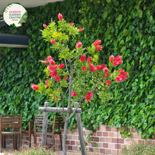 Load image into Gallery viewer, &quot;A captivating image featuring the Callistemon &#39;Hannah Ray&#39; plant, showcasing gracefully arching branches adorned with distinctive bottlebrush-like spikes of vibrant crimson-red flowers. The elegant weeping form and lush green foliage create a visually stunning composition. &#39;Hannah Ray&#39; is a unique and ornamental variety of Callistemon, adding a touch of grace and vibrant color to garden landscapes. The plant&#39;s charming combination of flowing branches and eye-catching flowers makes it a focal point,
