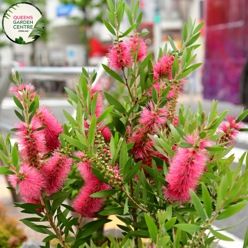 Close-up of Callistemon Hot Pink: This image showcases a detailed view of the Callistemon Hot Pink flower. The vibrant pink flower spikes are densely packed and extend from the tip of the branch, creating a striking display. Each individual flower features a cylindrical shape with a cluster of long stamens emerging from the center, giving it a bottlebrush-like appearance. The bright pink coloration contrasts beautifully against the backdrop of glossy green leaves.