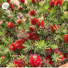 Load image into Gallery viewer, An image of a Callistemon Little John plant, a dwarf variety of bottlebrush plant. The plant showcases dense, compact growth with a rounded shape. It features narrow, dark green leaves that are soft to the touch. At the tips of the branches, clusters of vibrant red, bottlebrush-shaped flowers bloom, creating a stunning contrast against the foliage.
