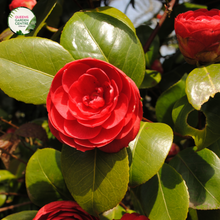 Load image into Gallery viewer, Close-up photo of a Camellia japonica &#39;Great Eastern&#39; plant, showcasing its exquisite and elegant flowers. The plant features large, white blooms with a delicate blush of pink at the edges of the petals. The petals have a smooth and slightly waxy texture, adding to their visual appeal. The photo captures the intricate details of the flowers,
