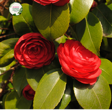 Load image into Gallery viewer, Close-up photo of a Camellia japonica &#39;Great Eastern&#39; plant, showcasing its exquisite and elegant flowers. The plant features large, white blooms with a delicate blush of pink at the edges of the petals. The petals have a smooth and slightly waxy texture, adding to their visual appeal. The photo captures the intricate details of the flowers,
