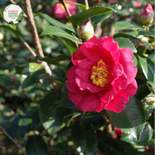 Load image into Gallery viewer, Close-up photo of a Camellia sasanqua &#39;Plantation Pink&#39; plant, showcasing its elegant and enchanting flowers. The plant features medium-sized, semi-double blooms with delicate pink petals and a central cluster of golden-yellow stamens. The petals have a smooth and slightly ruffled appearance, adding depth and texture to the blossoms.
