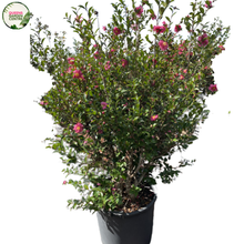 Load image into Gallery viewer, Camellia Sasanqua
