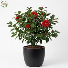 Load image into Gallery viewer, Camellia japonica
