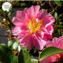 Load image into Gallery viewer, &quot;A close-up view of the Camellia hiemalis &#39;Hiryu&#39; (Sasanqua) plant, showcasing its exquisite features. The evergreen foliage with glossy, dark green leaves provides a lush backdrop for the profusion of elegant, semi-double blooms. &#39;Hiryu&#39; is celebrated for its vibrant pink flowers with golden stamens, creating a visually stunning display. This Sasanqua Camellia is a graceful and ornamental addition to garden landscapes, offering a blend of rich greenery and captivating blossoms.&quot;
