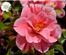 Load image into Gallery viewer, Camellia Japonica Emperor of Russia Variegated

