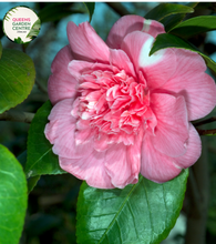 Load image into Gallery viewer, &quot;A detailed image of the Camellia japonica &#39;Lady Loch&#39; plant, highlighting its lush, dark green foliage and elegant, fully double blooms. The glossy leaves provide a rich backdrop for the profusion of large, rose-shaped flowers. &#39;Lady Loch&#39; is renowned for its captivating pale pink blossoms, adding a touch of grace and sophistication to garden landscapes. This Camellia japonica variety stands out as a classic and ornamental addition, blending luxurious greenery with visually stunning floral displays.&quot;
