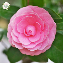 Load image into Gallery viewer, Close-up photo of a Camellia japonica &#39;Black Tie&#39; plant, showcasing its elegant and enchanting blooms. The plant features large, dark-red flowers with prominent yellow stamens at the center. The petals have a smooth and slightly waxy texture, adding depth and visual interest to the blossoms. The photo captures the intricate details of the flowers, highlighting the rich red color, the contrasting yellow stamens, and the overall beauty of the Camellia japonica &#39;Black Tie&#39; variety.
