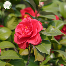 Load image into Gallery viewer, Close-up photo of a Camellia japonica 'Blood of China' plant, showcasing its striking and vibrant blossoms. The plant features large, deep-red flowers with a slightly ruffled appearance. The petals have a velvety texture, adding to their allure. The photo captures the intricate details of the flowers, highlighting the rich red color, the delicate texture of the petals, and the overall beauty of the Camellia japonica 'Blood of China' variety.
