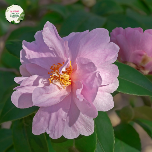 Close-up photo of a Camellia lutchensis Hybrid 'High Fragrance' plant, showcasing its enchanting and fragrant flowers. The plant features medium-sized, rose-pink blooms with a subtle hint of white at the edges of the petals. The petals have a smooth and slightly ruffled appearance, adding depth and texture to the blossoms. 