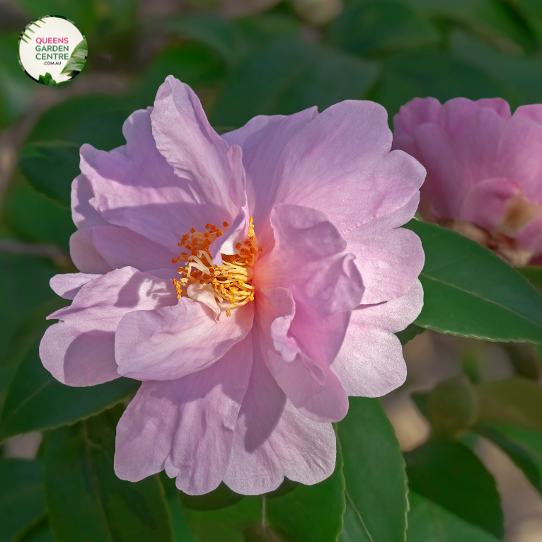 Close-up photo of a Camellia lutchensis Hybrid 'High Fragrance' plant, showcasing its enchanting and fragrant flowers. The plant features medium-sized, rose-pink blooms with a subtle hint of white at the edges of the petals. The petals have a smooth and slightly ruffled appearance, adding depth and texture to the blossoms. 