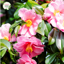 Load image into Gallery viewer, Close-up photo of a Camellia sasanqua &#39;Exquisite&#39; plant, showcasing its delightful and elegant flowers. The plant features medium-sized, single blooms with soft pink petals and a prominent cluster of golden-yellow stamens at the center. The petals have a smooth and slightly ruffled appearance, adding depth and texture to the blossoms.
