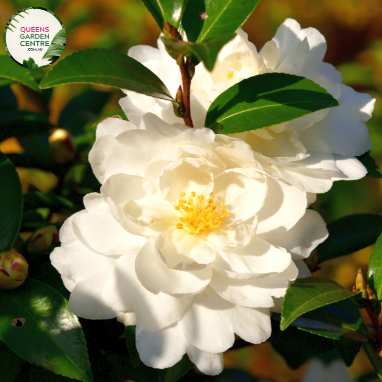 Alt text: Close-up photo of a Camellia sasanqua 'Setsugekka' plant, featuring its elegant white blooms. The evergreen shrub displays large, single flowers with delicate petals and a central cluster of golden stamens. The image captures the purity and beauty of the 'Setsugekka' variety, making it a charming addition to gardens and landscapes.