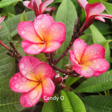 Load image into Gallery viewer, &quot;Close-up of Candy O Frangipani: Delicate pink and yellow hues blend gracefully on the petals, forming a captivating floral pattern. The intricate details of the flower, including its subtle gradients and soft textures, are highlighted in this up-close view, radiating a sense of beauty and charm.&quot;
