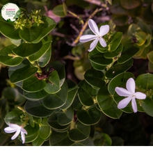 Load image into Gallery viewer, &quot;A detailed view of the Carissa macrocarpa &#39;Desert Star&#39; plant, featuring its dense, dark green foliage and clusters of small, star-shaped white flowers. The glossy leaves create a lush and compact appearance, serving as a backdrop for the profusion of blooms. &#39;Desert Star&#39; is a cultivar of Carissa macrocarpa, commonly known as Natal Plum, known for its resilience and ornamental appeal. This plant is a versatile addition to garden landscapes, offering both greenery and delicate floral accents.&quot;
